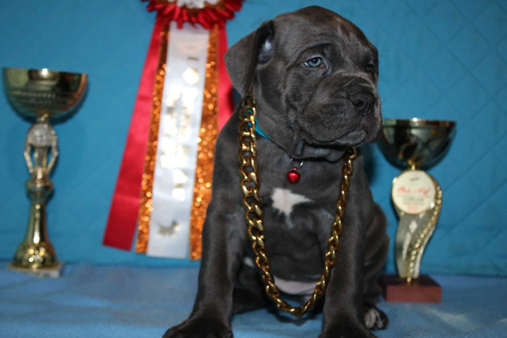 Предлагаеться Кане Корсо КСУ-FCI серая красавица