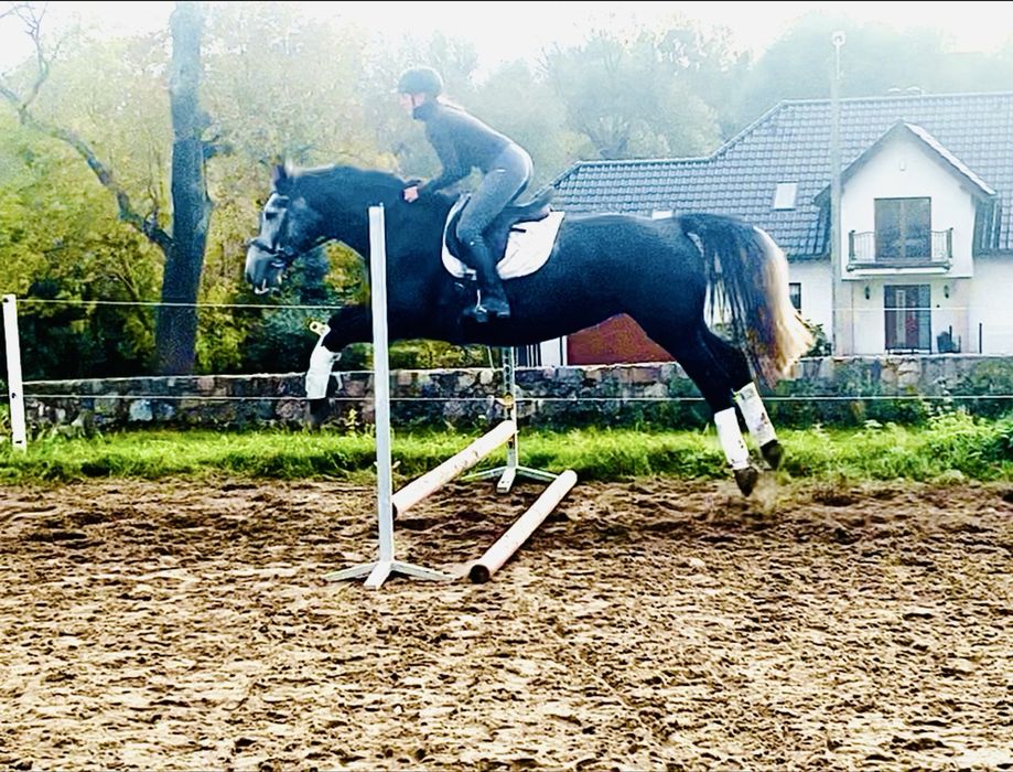 Piękna śląska klacz do sportu lub rekreacji