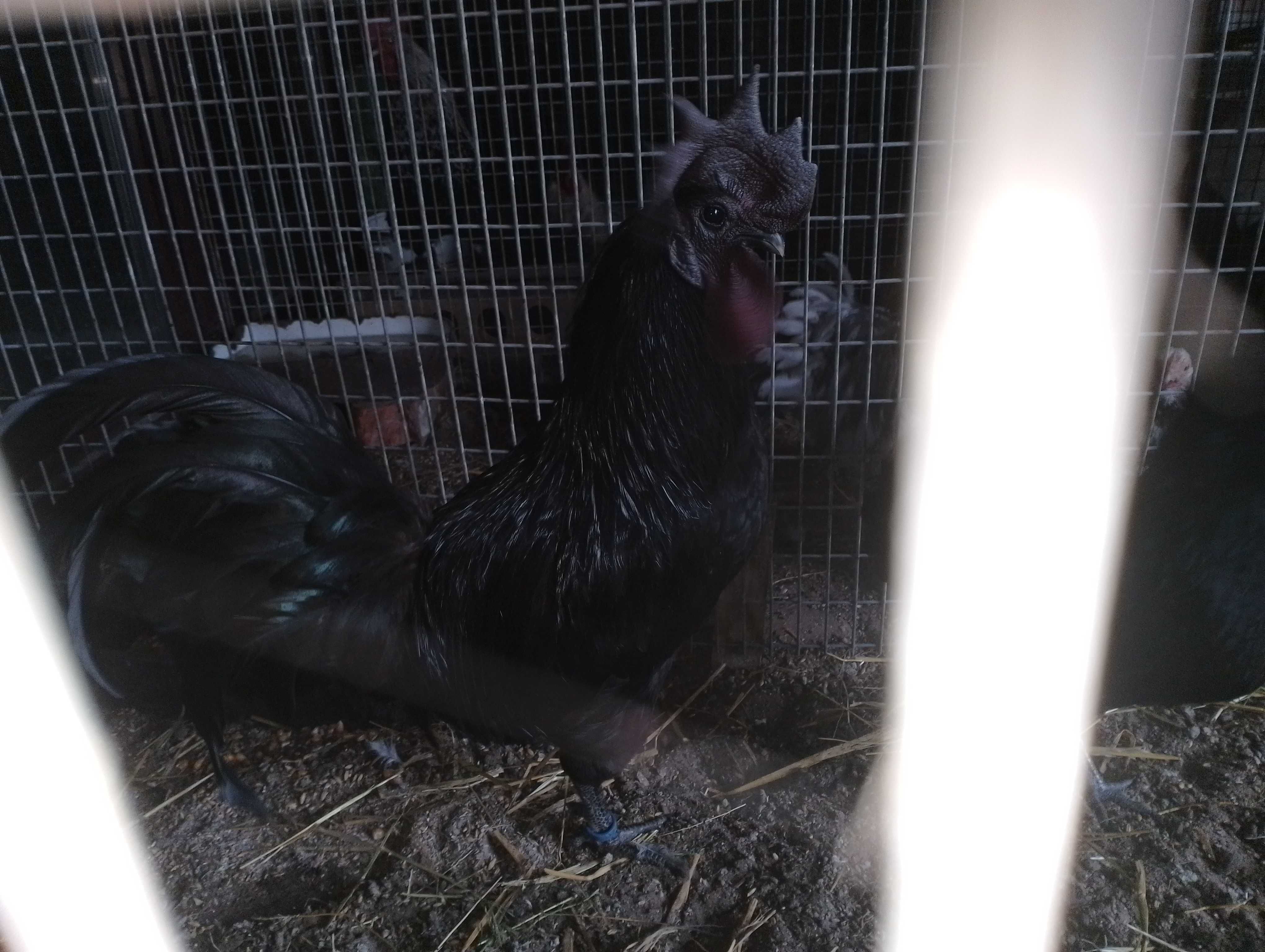 Kury ayam camani