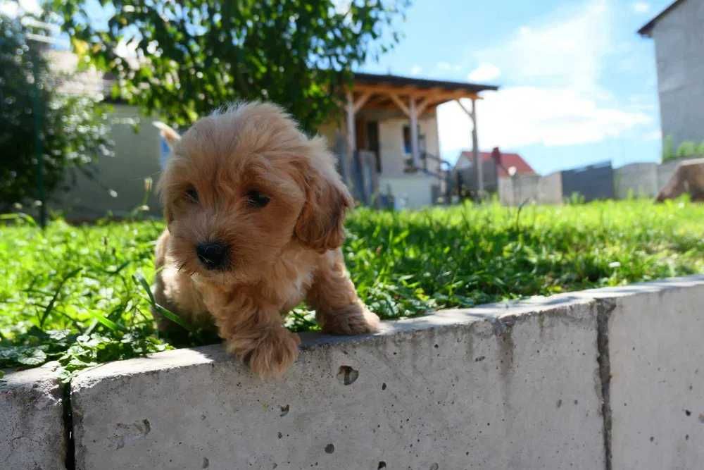 Maltipoo disponível