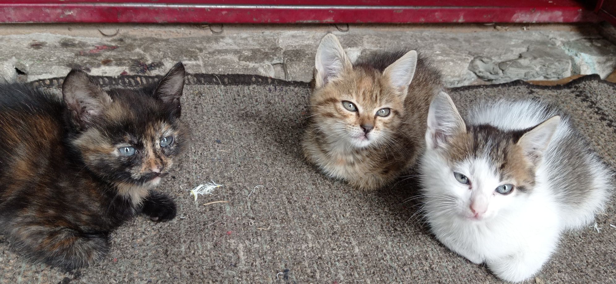 Віддам котиків в добрі руки