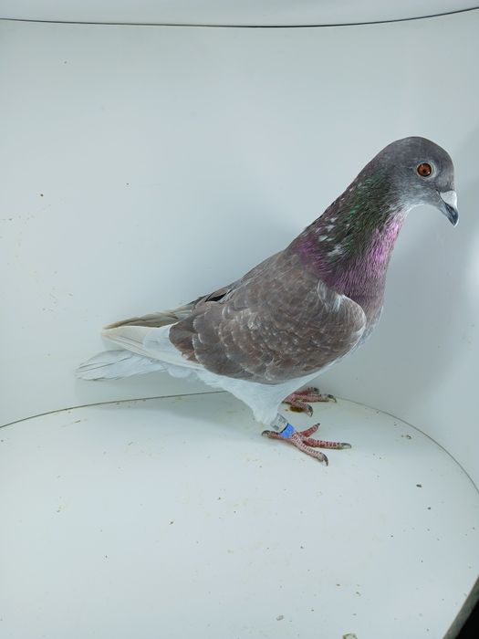 Gołębie po całym programie lotowym.