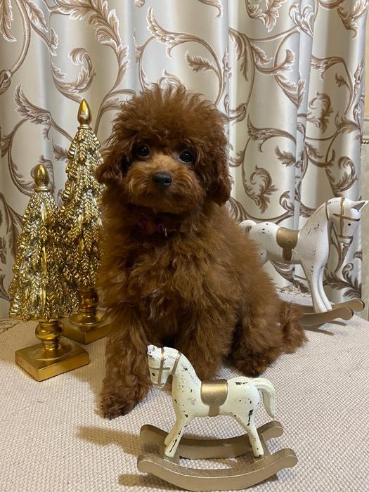 Той пудель Кітай , ред браун, хлопчики