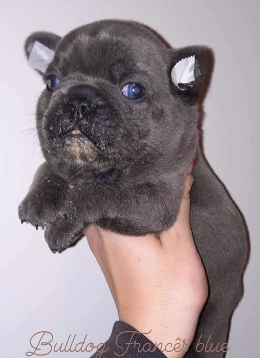 Bulldog Francês top