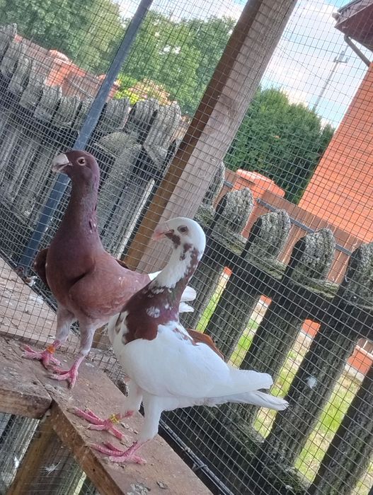 Niemieckie wystawowe para i młody cena za całość