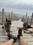 Passeador de cães