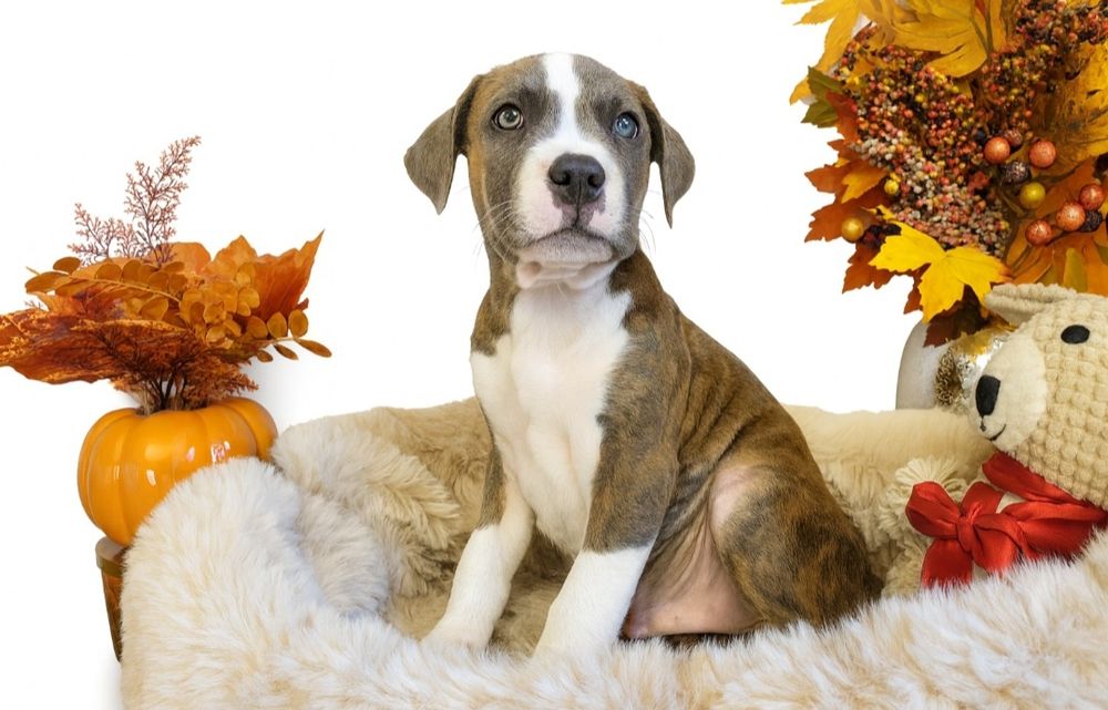 Śliczny piesek Amstaff!