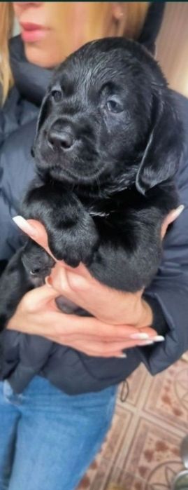 Крупный Шоколад коричневый Лабрадор Ретривер щенки питомника