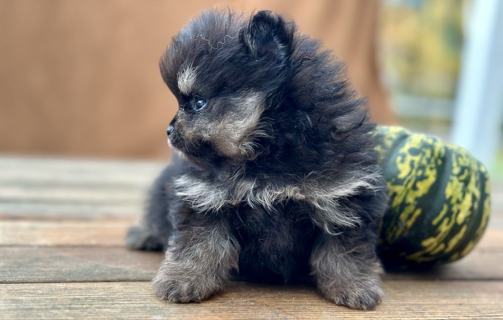 Szpic miniaturowy pomeranian black and tan pieski suczki