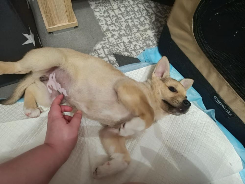 Malutka suczka Frytka szuka domku
