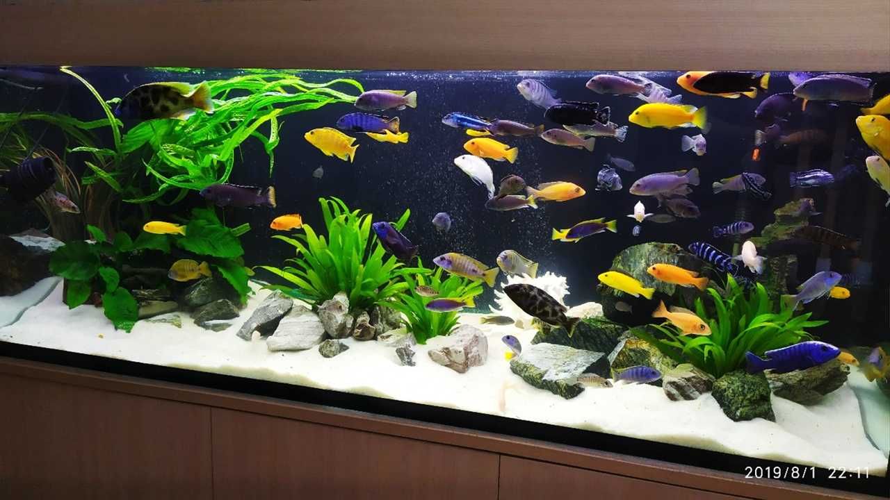 Сервісне обслуговування, чистка акваріумів в Житомирі і передмісті