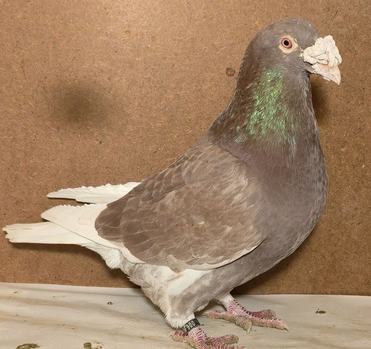 Staropolskie zwierzeta - ogł nr 1.