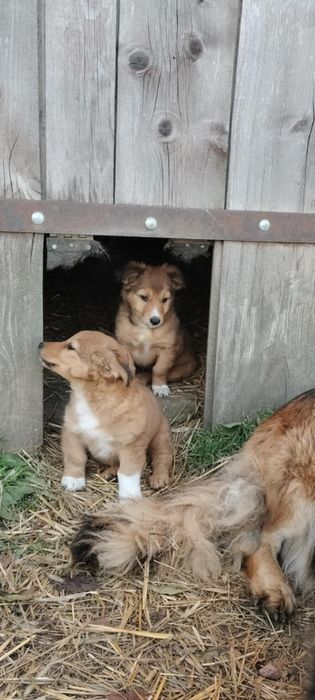 Urocze pieski  do oddania