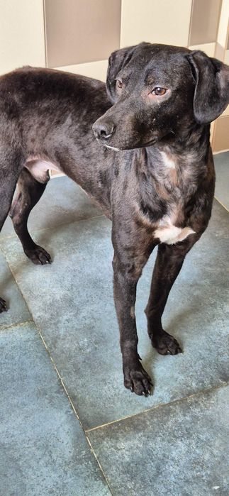 Piesek około 3 lata