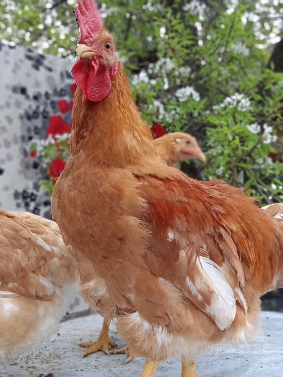 Міні-м'ясні кури курчата інкубаційне яйце