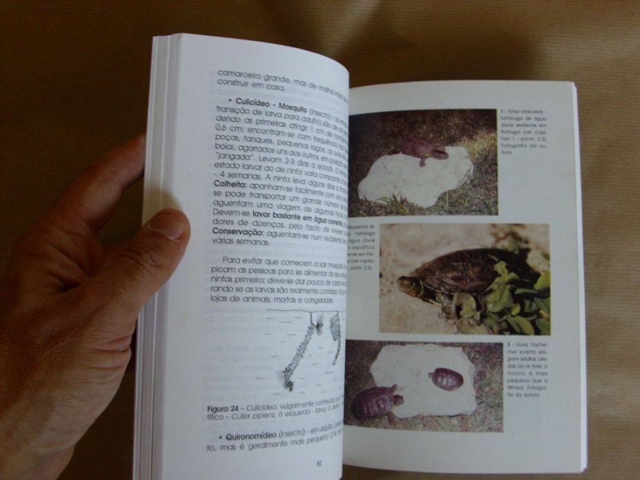 A Tartaruga Verde de Água Doce de Inês Freire de Andrade