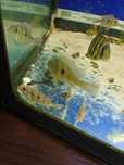 Ziemiojad red head tapajos