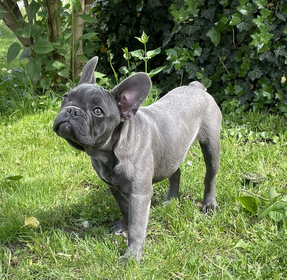 Piesek szczeniak blue rasy Buldog francuski rodowód