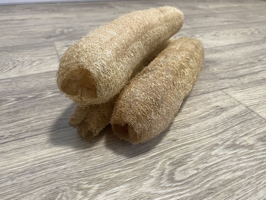 Люфа мочалка насіння. Урожай 2025