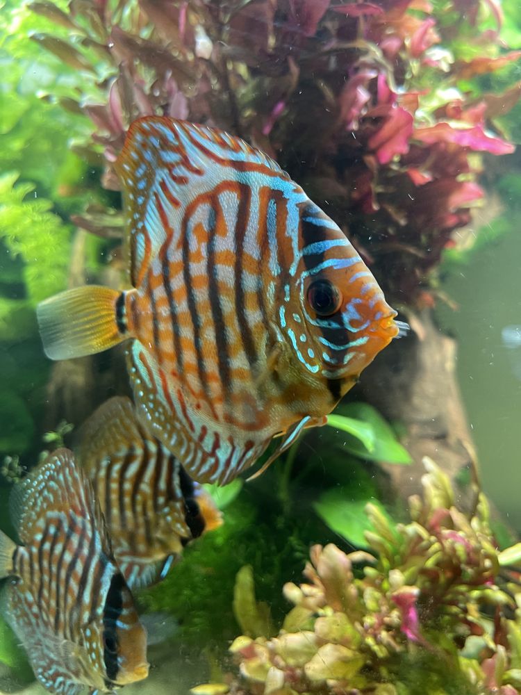 Discus turquoise