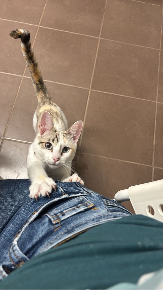Doação de gata com 1 ano e totalmente tratada
