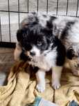 Piesek Border Collie ZKWP FCI