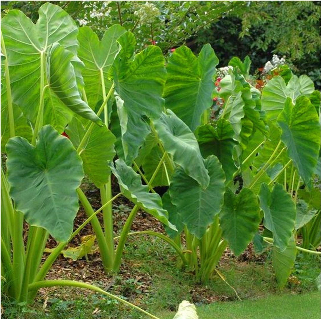 XXL Colocasia Esculenta Kolokazja olbrzymia Alokazja roślina egzotyczn