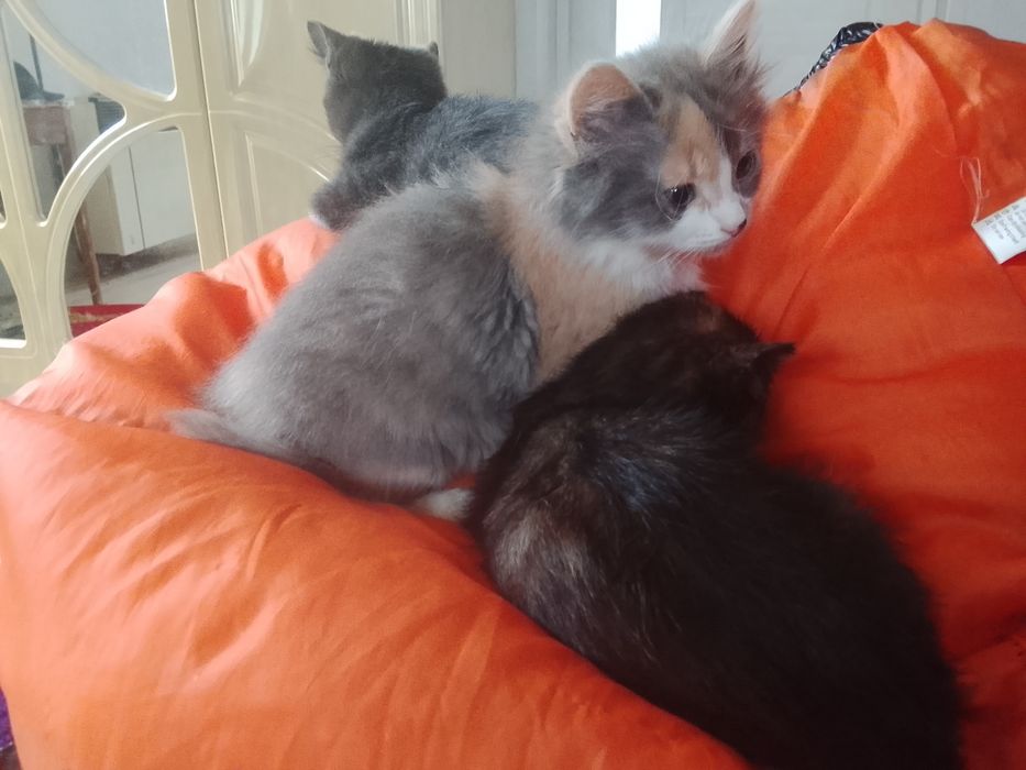 Кошенята в добрі руки