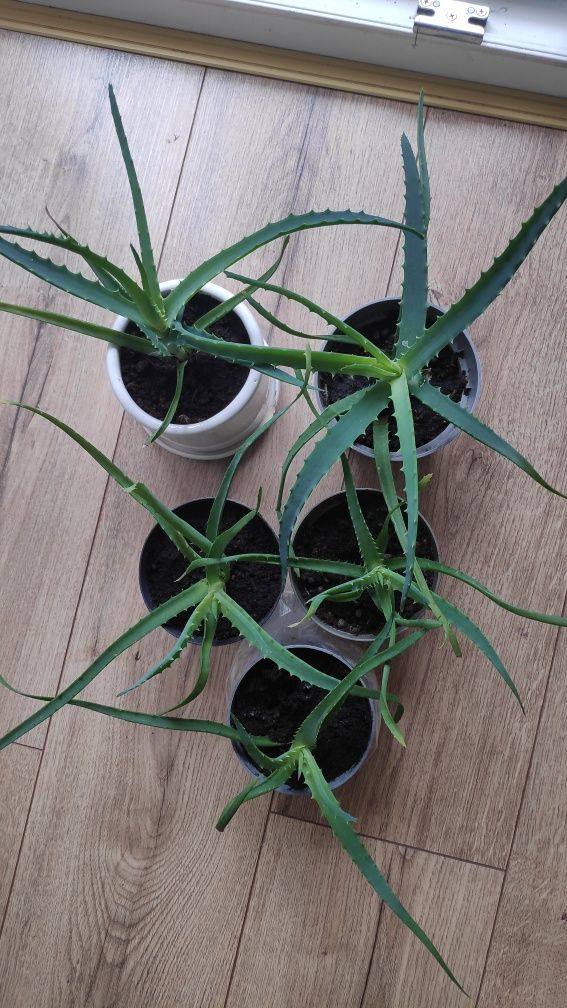 Aloes drzewiasty Aloe ARBORESCENS leczniczy