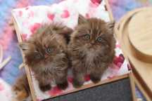 Szkocki prostouchy zwisłouchy Scottish fold straight PZF WCF