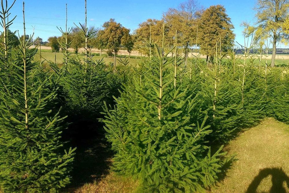 Świerk pospolity, Choinki na święta Bożego Narodzenia