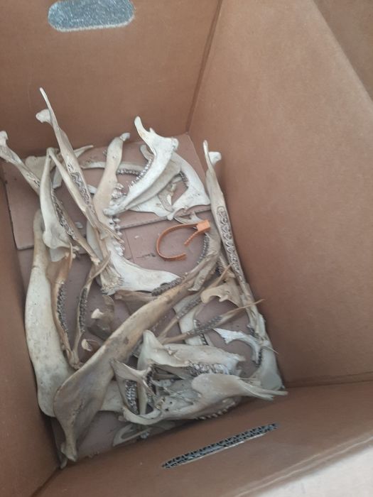 Rogi  z czaszkami  6 szt   dla  myśliwego   kompletne   uzębienie  w p
