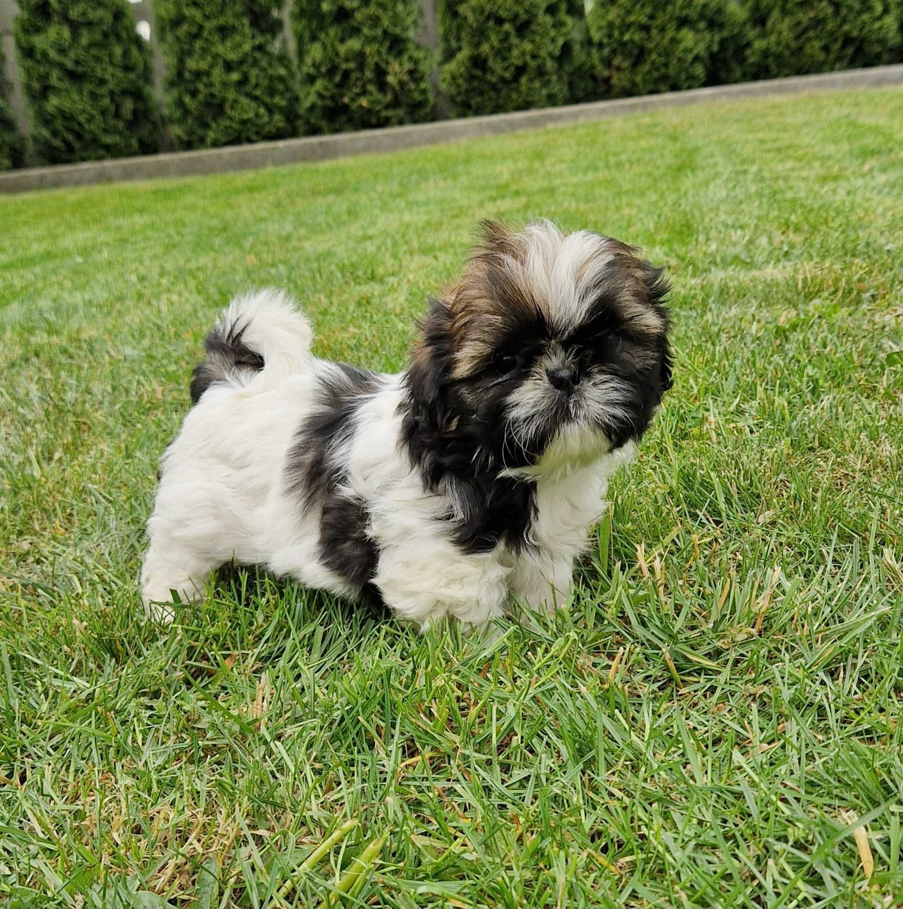 Szczeniak Shih-tzu piesek