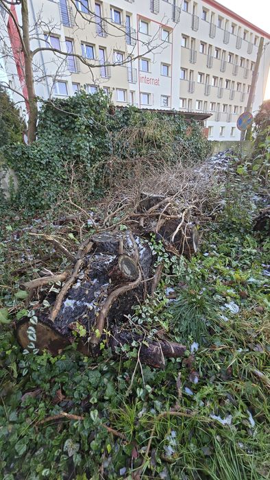 Oddam drzewo, deski.  Rezerwacja