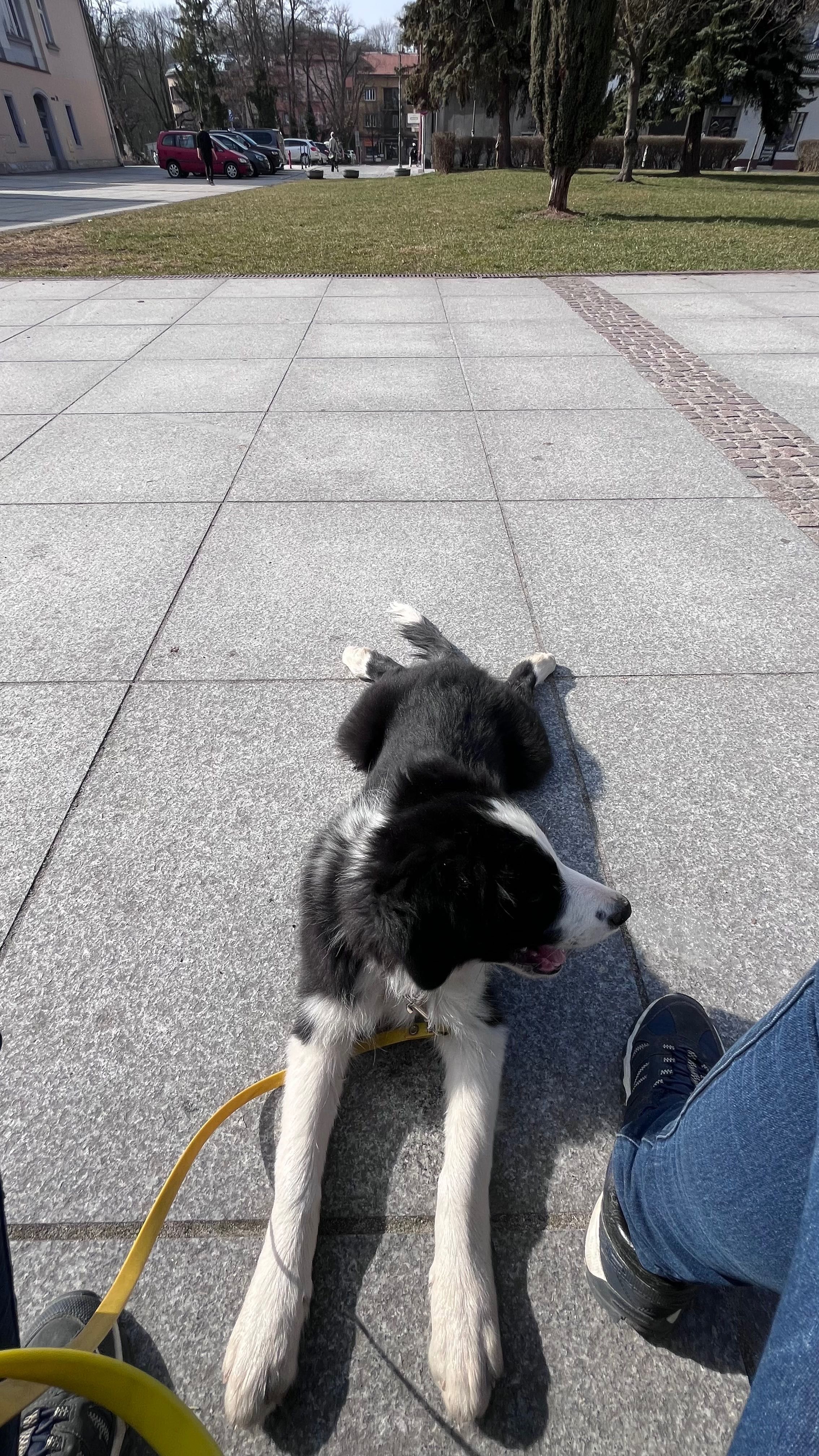 Border Collie ZKwP