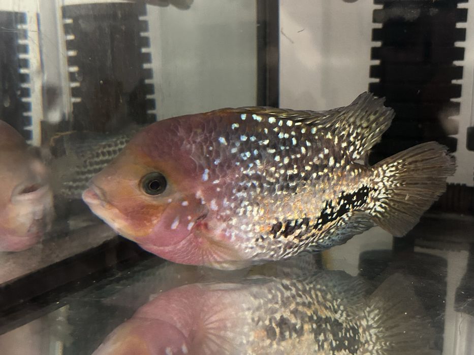 Pielegnica wielobarwna