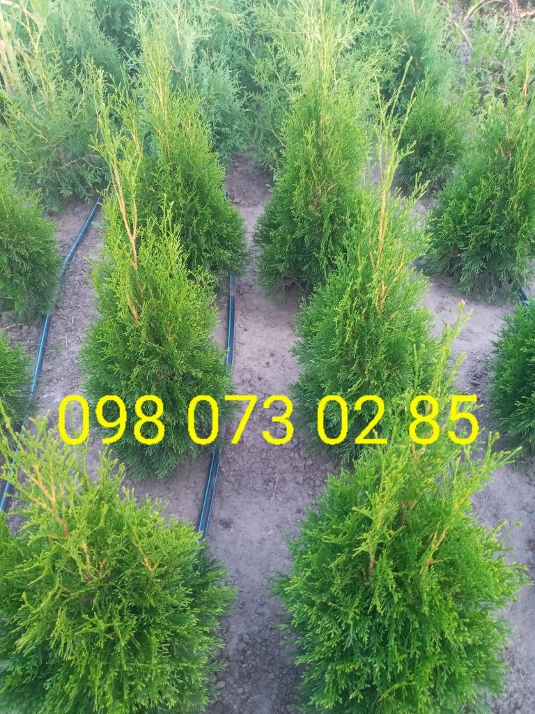 Продам туя смарагд,брабант,ауреа-нана.