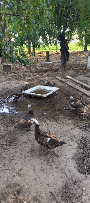 Sprzedam młode kaczki i kaczory