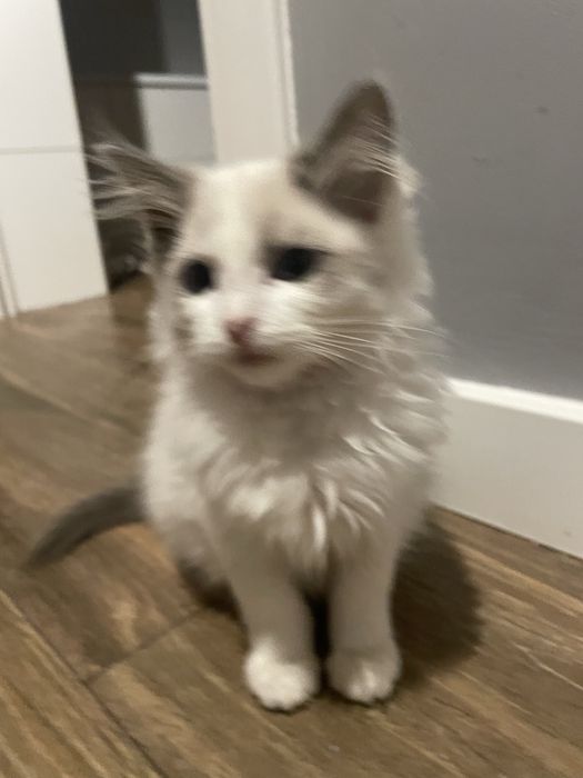 Ragdoll koteczka kocurek kot gotowe do odbioru