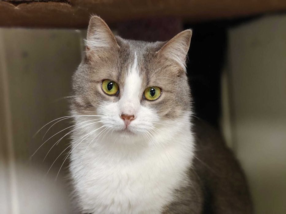 Лагідна кицюня Доллі 1рік шукає дім! кішка, сріблясто-біла, кошеня кіт