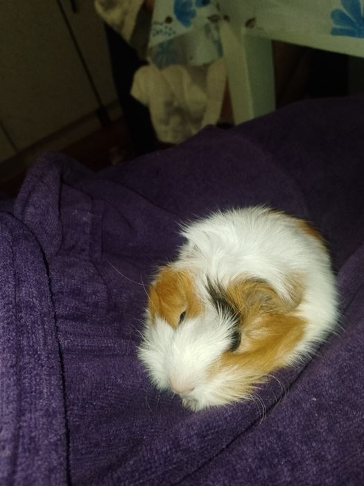 Продам морських свинок