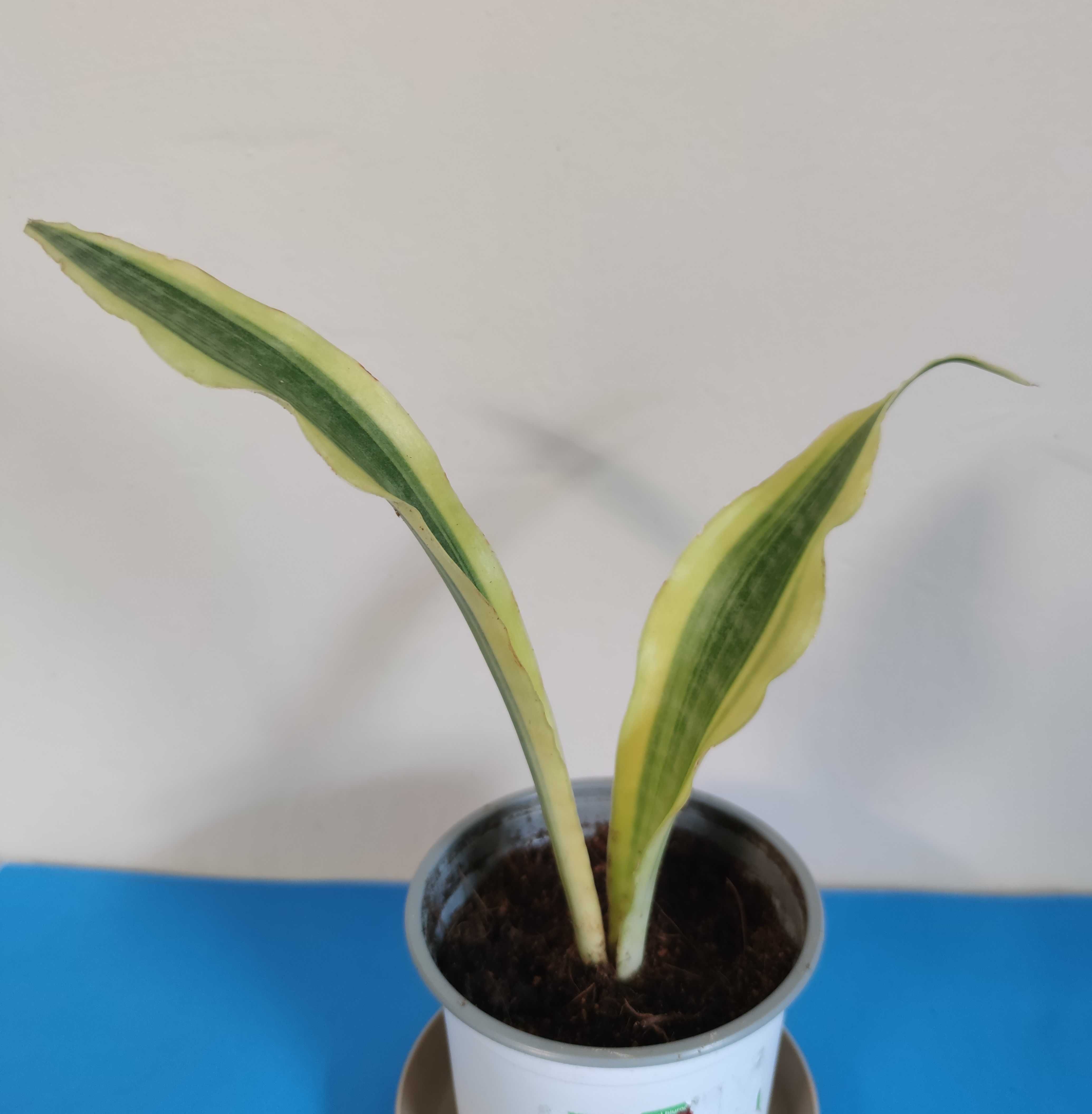 Sansevieria 2 odmiany