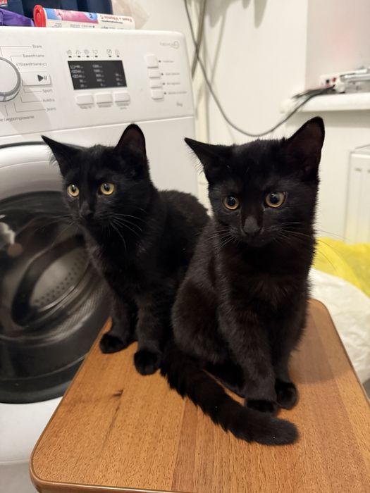 Срочно віддам безкоштовно двох чорних кошенят