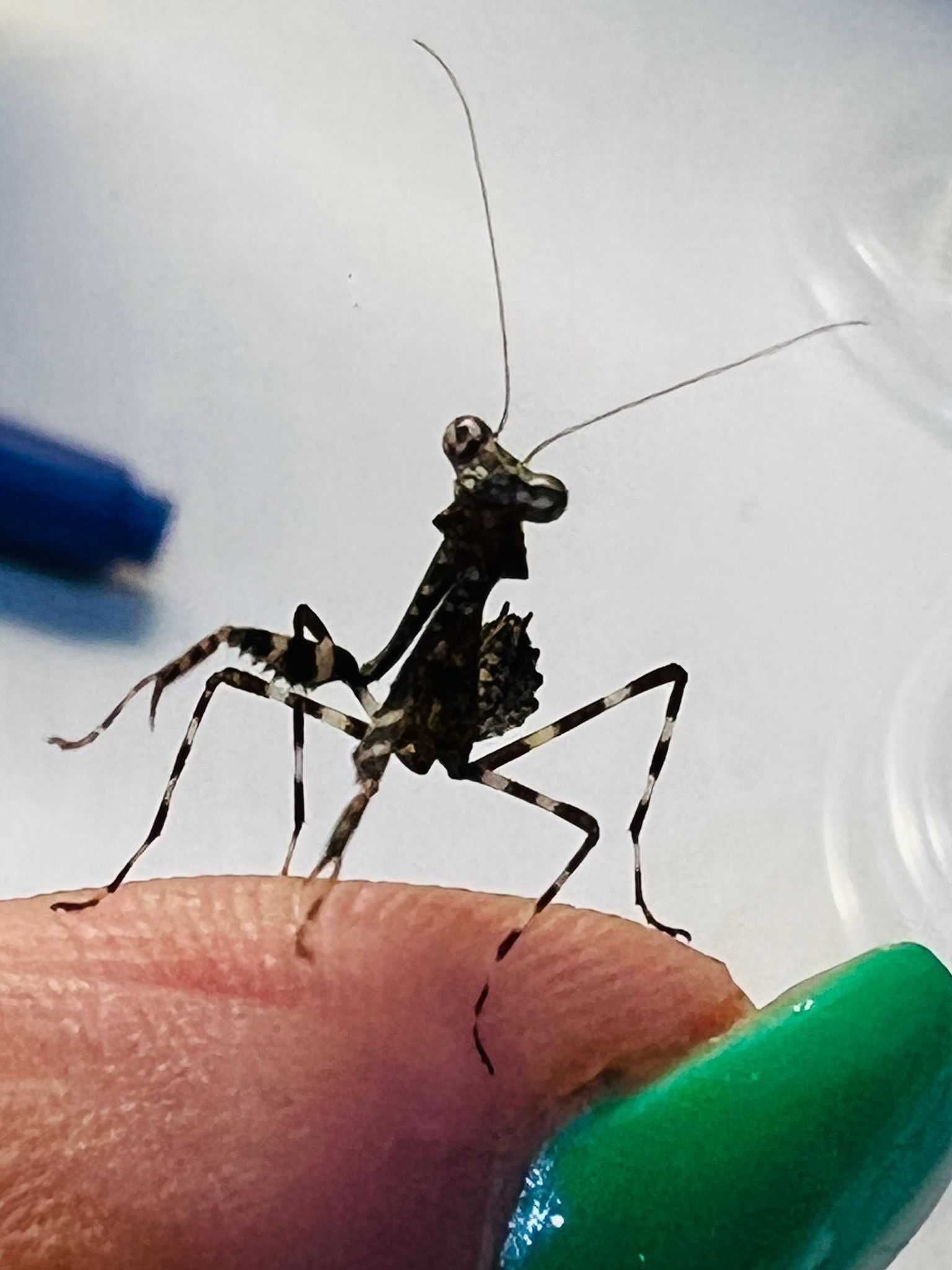 Modliszka liść mega odporna Deroplatys lobata L2 dla początkujących
