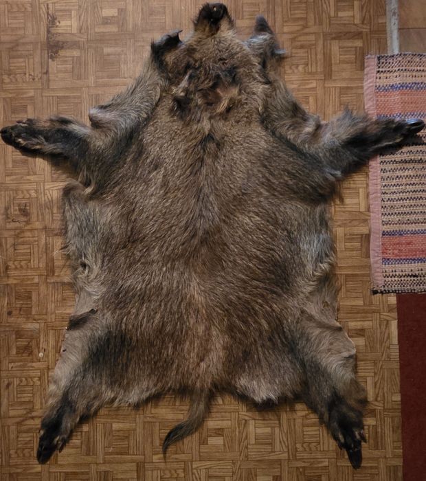 Skóra z dzika polecam 3