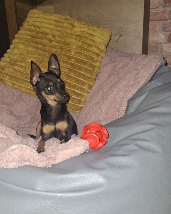 Ratlerek pinczerek miniaturka