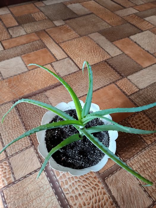 Алоє, столітник  колюче лікарське