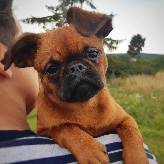 Підрощені хлопчик і дівчинка брабансон, грифон