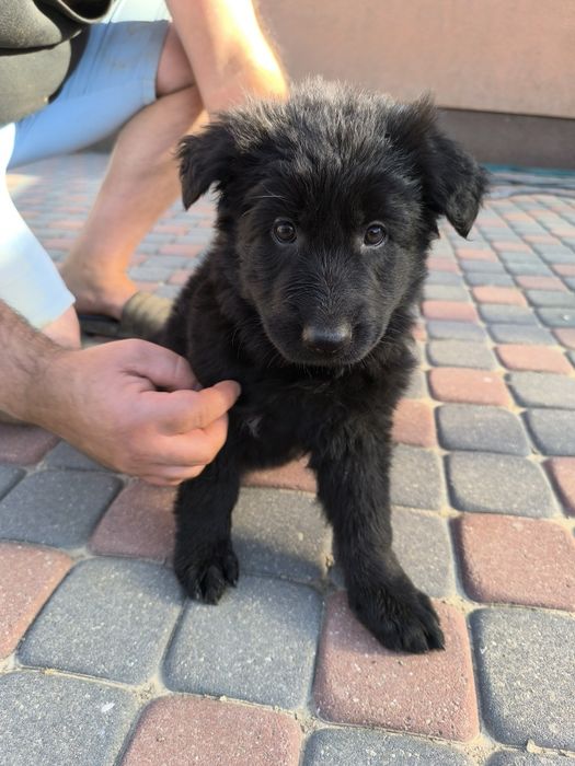 Czarna Suczka Długowłosa