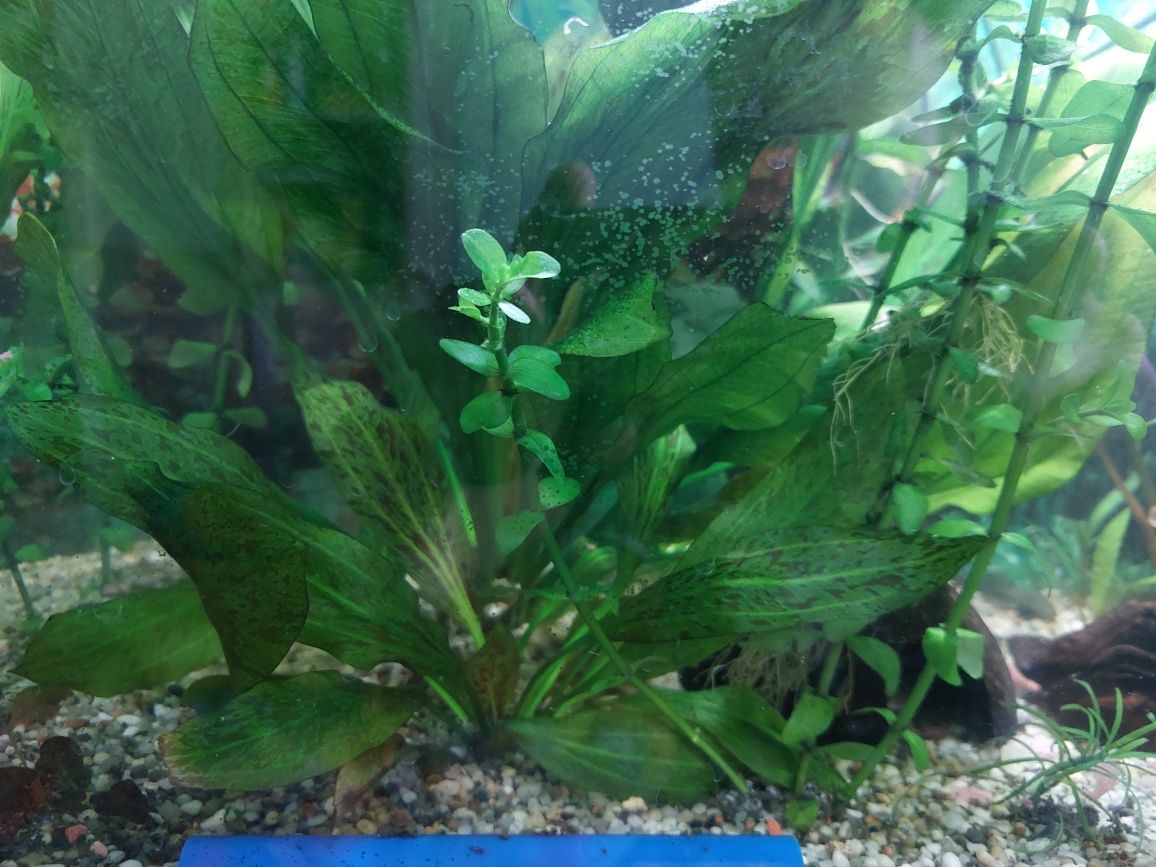 Limnobium pływające, żabienice inne rośliny